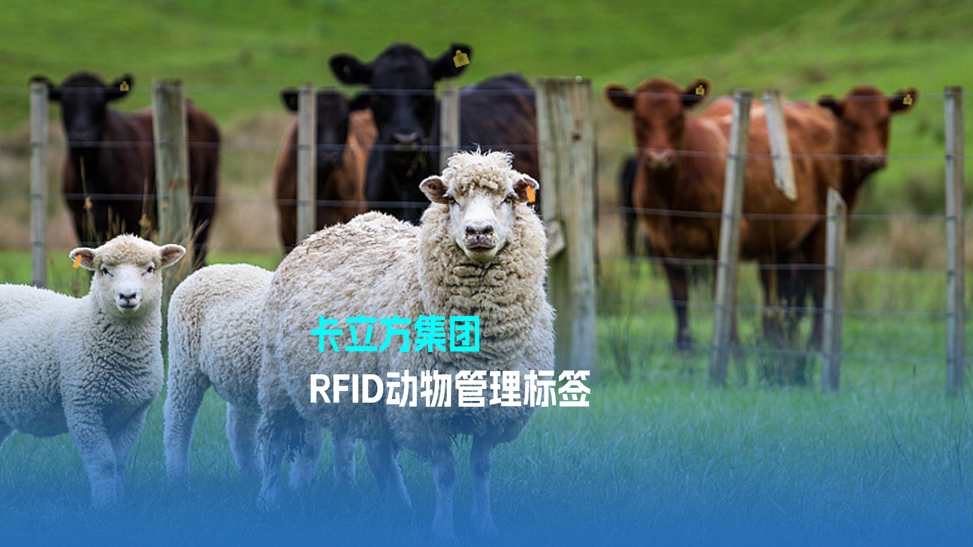 卡立方集團RFID動物管理標簽 科技賦能現(xiàn)代畜牧業(yè)新篇章